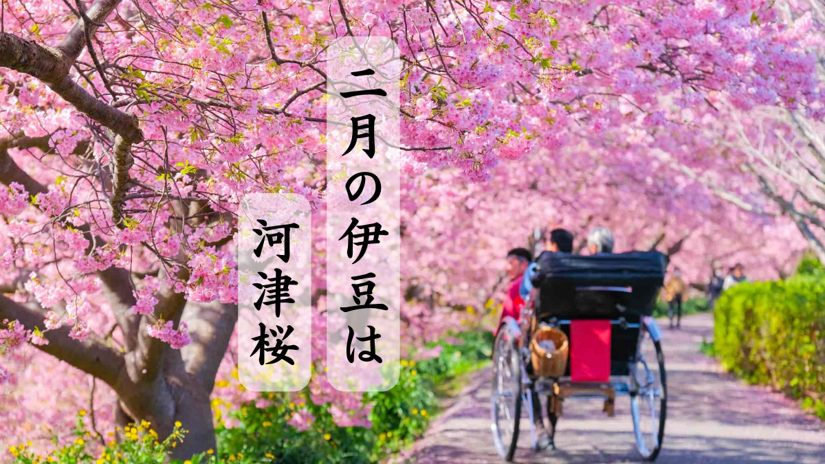 【桜、桜、コスモス様！専用】JansonGeisha とDURANCAFE 2種 桜、桜、コスモス様！専用】JansonGeisha とDURANCAFE 2種 桜
